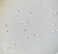 Cuphophyllus pratensis pallidus