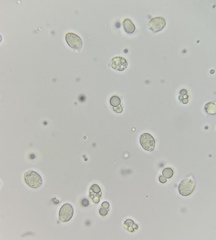 Cuphophyllus pratensis pallidus