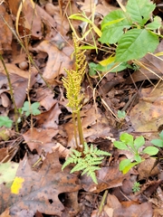 Sceptridium dissectum dissectum