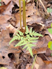 Sceptridium dissectum dissectum