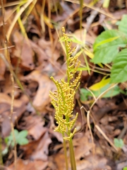 Sceptridium dissectum dissectum