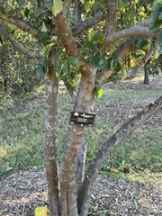 Pseudocydonia sinensis