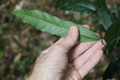 Carronia multisepalea
