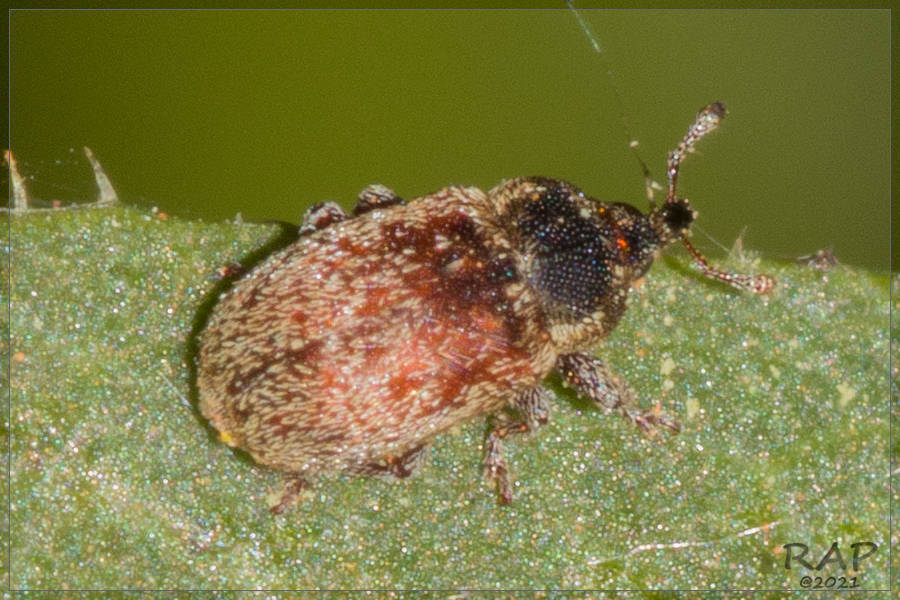 Macrorhoptus