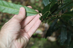 Carronia multisepalea