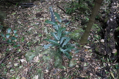 Carronia multisepalea