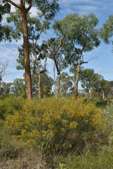 Jacksonia ramosissima
