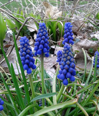 Muscari neglectum