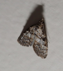 Nola desmotes
