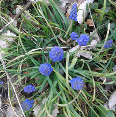 Muscari neglectum