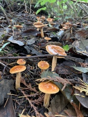Lactarius luculentus laetus