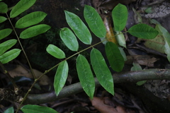 Austrosteenisia glabristyla