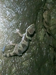 Cyrtodactylus papilionoides