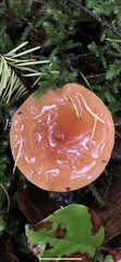 Lactarius luculentus laetus