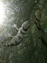 Cyrtodactylus papilionoides