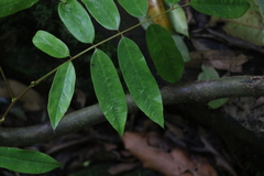 Austrosteenisia glabristyla