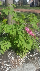 Lamprocapnos spectabilis