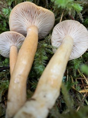 Lactarius luculentus laetus