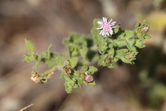 Streptoglossa bubakii