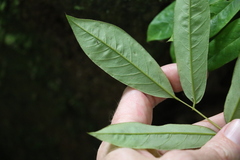 Austrosteenisia glabristyla