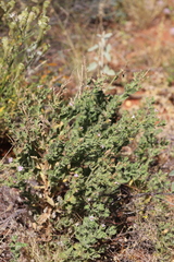 Streptoglossa bubakii