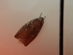 Euchaetis