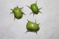 Anoplognathus prasinus