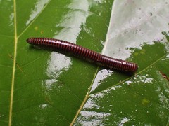 Leptogoniulus sorornus