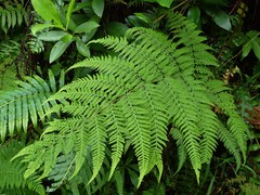 Macrothelypteris polypodioides