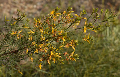 Jacksonia ramosissima