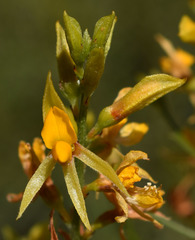 Jacksonia ramosissima