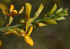 Jacksonia ramosissima