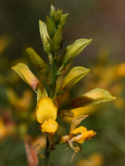 Jacksonia ramosissima