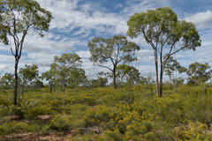 Jacksonia ramosissima