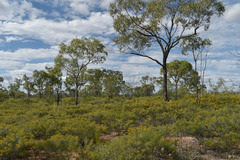 Jacksonia ramosissima