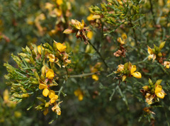 Jacksonia ramosissima