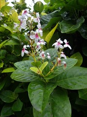 Pseuderanthemum maculatum