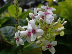Pseuderanthemum maculatum