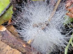Phycomycetaceae