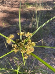 Cyperus pseudovegetus