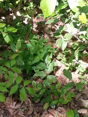 Spigelia marilandica
