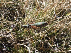 Cophopodisma pyrenaea