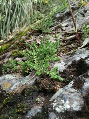Sedum moranense