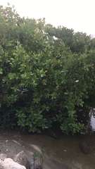 Laguncularia racemosa