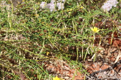 Cleome uncifera