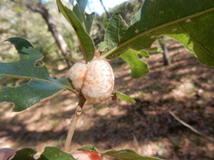 Striatoandricus aciculatus