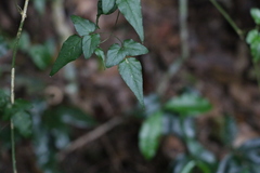 Jasminum singuliflorum