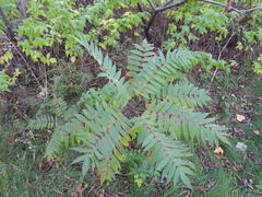 Rhus typhina