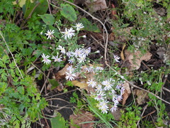Symphyotrichum cordifolium
