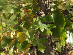 Quercus